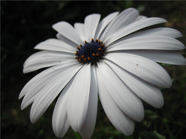 osteospermum